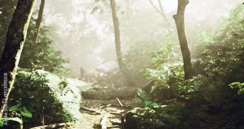 Foto Misty woodland path ascending past ancient trees and stones, meditation retreat scene for grounding and mindfulness, calm steps through soft morning haze