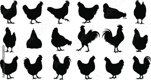Chicken and Rooster Silhouette Collection with Hen Poultry Farm Bird Poses for Agriculture Logo Meat Production and Rural Design Police Stop