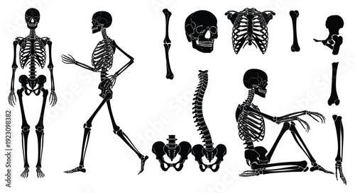 Anatomical study displaying various skeletal arrangements and individual bones in a stark black silhouette high quality professional detailed modern elegant stylish