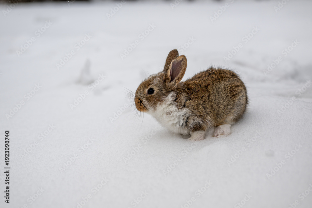 Obraz premium Small rabbit explores soft snow in winter scene during daytime outside