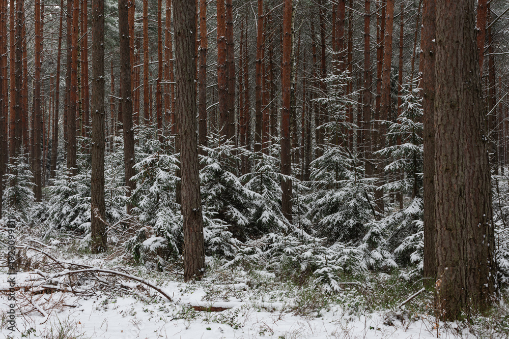 Fototapeta premium Wysoki, sosnowy las w zimowy dzień. Pomiędzy wysokimi pniami rosną małe świerki. Ziemia i gałęzie świerków pokryte są warstwą śniegu.