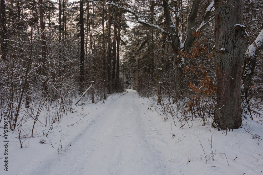 Fototapeta premium Wysoki, sosnowy las w zimowy dzień. Między drzewami jest leśna, nieutwardzona droga. Gałęzie, drzew, ziemia i powierzchnia drogi pokryte są grubą warstwą śniegu.