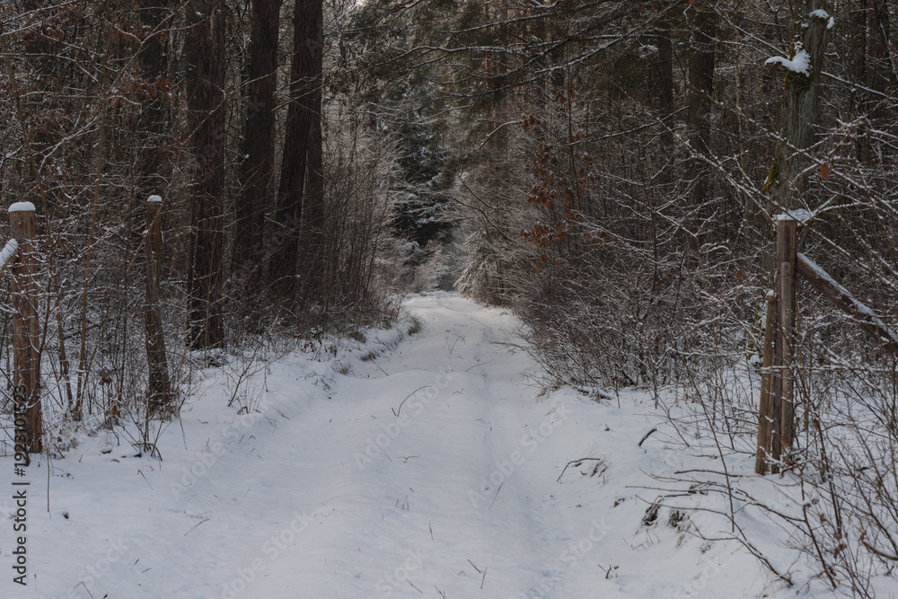 Fototapeta premium Wysoki, sosnowy las w zimowy dzień. Między drzewami jest leśna, nieutwardzona droga. Gałęzie, drzew, ziemia i powierzchnia drogi pokryte są grubą warstwą śniegu.