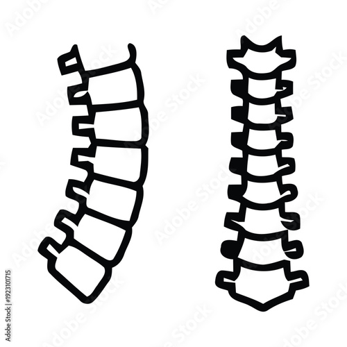 Spine vertebrae anatomy illustration  human body skeletal system  medical diagram