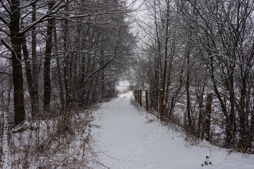 Polna droga w zimowy dzień. Po obu stronach drogi znajduje się ogrodzenie, okoliczne łąki pokrywa śnieg. Z prawej strony jest duży dąb.