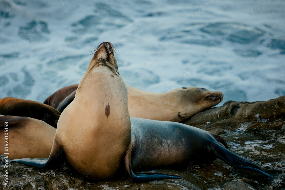 Fototapeta premium Sea Lion Yawning On Coast. Closeup Of Peaceful Sea Lion Displaying Broad Yawn On Sunny Coastal Rock