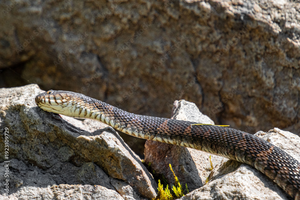 Obraz premium young water snake nerodia sipedon leaving scent marks on the rocks