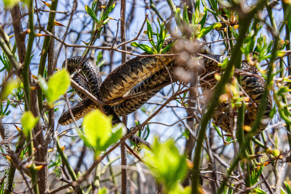 Fototapeta premium young nerodia sipedon resting in the bush