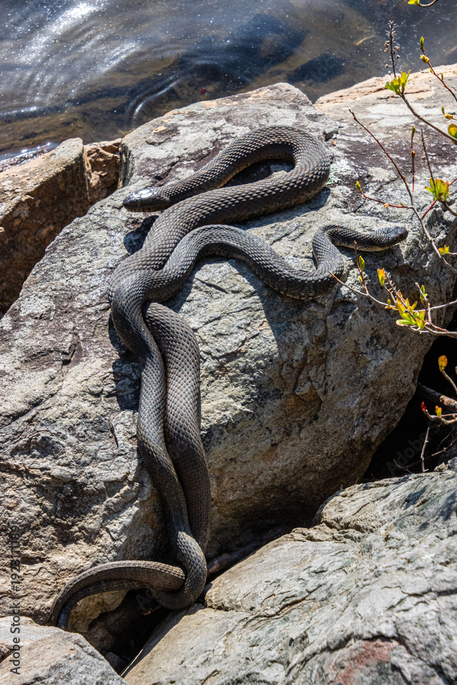 Obraz premium two dry nerodia sipedon mating on the rocks 