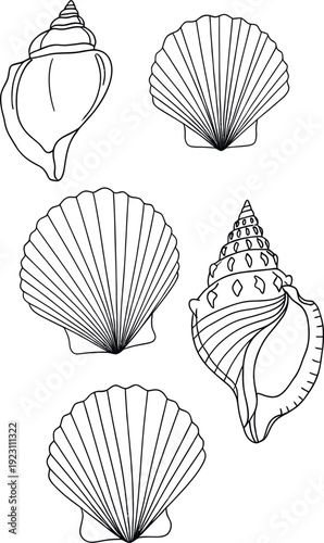 Collection of various seashells on, illustration of ocean shells