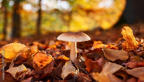 Forest Mushroom In Autumnal Leaf Litter