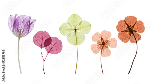Five pressed, translucent, colorful dried flowers and leaves isolated PNG with Transparent Background