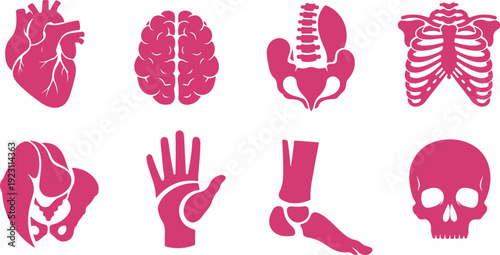Set of human anatomy icons featuring heart brain kidneys ribs hand foot and skull isolated on transparent background