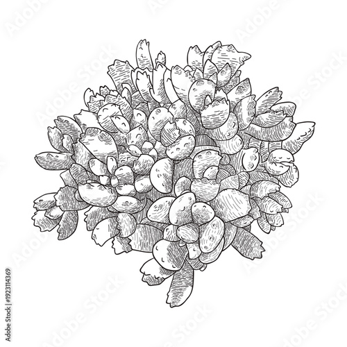 Line art cotyledon ladysmithiensis mediopicta. A detailed, hand-drawn style line art illustration depicting an abstract succulent plant or organic cluster against a solid black background