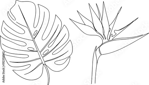 Two simple line art illustrations of a Monstera leaf and a Bird of Paradise flower