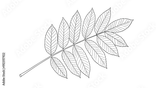 Delicate black and white line art illustration of a rowan leaf branch with multiple leaflets on a clean white background for botanical study.