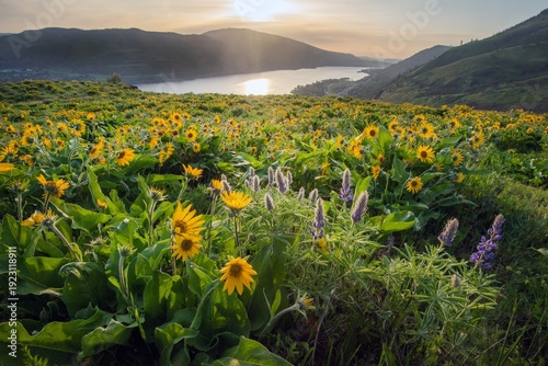 A field of wildflowers and the Columbia river at first light 