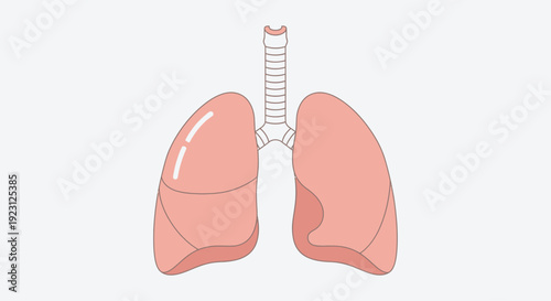Human Lungs and Trachea Respiratory System Illustration.