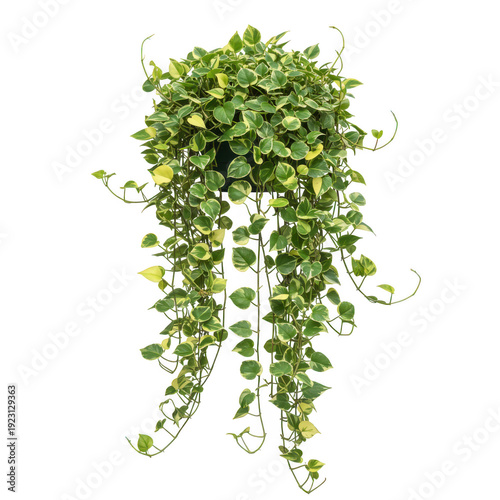 Lush green trailing plant hanging down from a white pot against a plain background isolated on white background