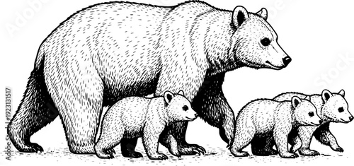 She-Bear and her cubs.Hand drawn vector illustration. Vintage image of wildlife.