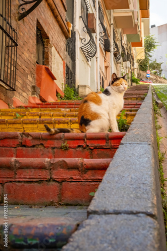 Low angle view of stray cat sitting on colorful painted stairs on a steep street in Balat, with old brick walls and residential houses in the background in Istanbul, Turkey