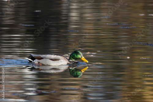 mallard duck swims in a pond with refelction