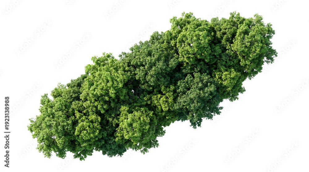 Fototapeta premium Lush Green Tree Canopy Isolated on White Background