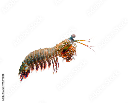 Side profile of mantis shrimp striking high-speed punch isolated on transparent background visualizing biomechanics and extreme acceleration for physics education