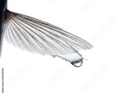 Macro of flying fish translucent wing fin slicing water isolated on transparent background portraying delicate biological engineering and precision aerodynamic structure