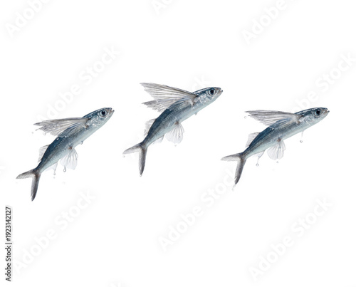Group of flying fish exiting water sequentially isolated on transparent background for dynamic compositions representing mass synchronized breakthroughs and action