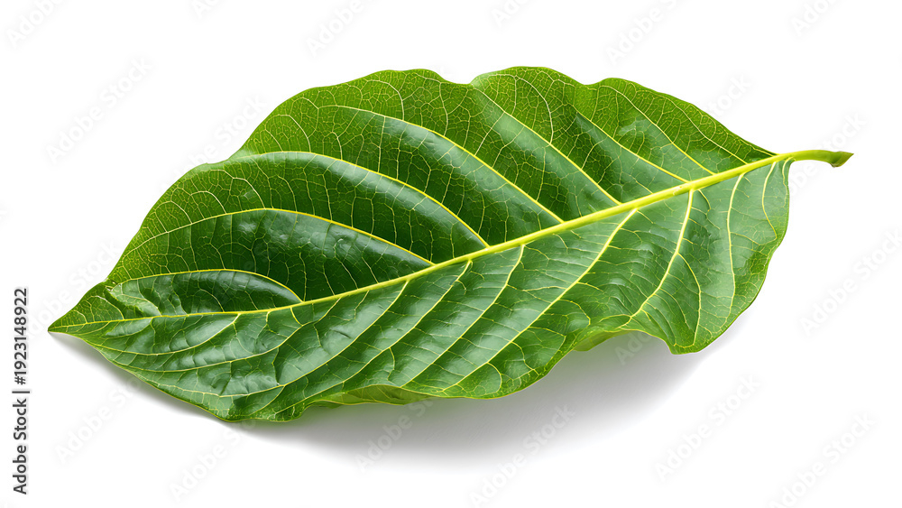 Obraz premium Single Green Leaf on White Background.