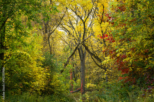 Dense forest interior with green and yellow leaves and a climbing vine on a tree trunk during early autumn.
