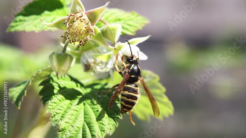 Wild wasp on a raspberry flower close-up. 4k video