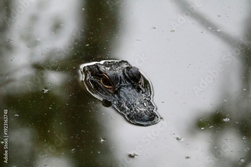 Alligator head sticking out of the water