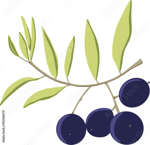 Olive branch with black Olives hand-drawn vector illustration Botanical colorful 
