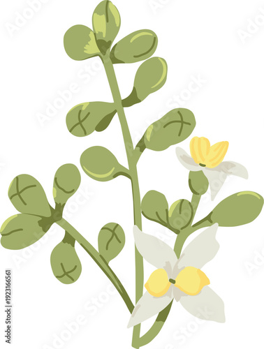 Olives flowers Olive branch with white flowers Olive blooming  hand-drawn vector illustration