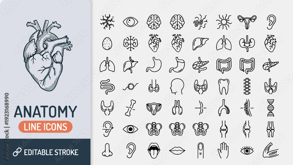 Fototapeta premium 40 Organ and Bone Illustrations in 8 Rows with Titles and Labels
