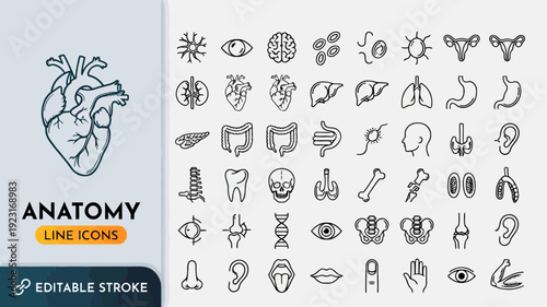Comprehensive Anatomy Line Icons Collection with Medical Illustrations and Editable Human Heart Visuals in a Grid Layout