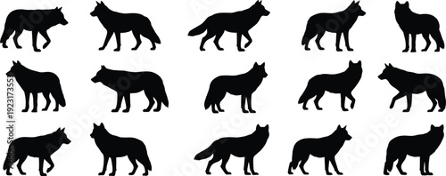 Black Silhouette Set of Wild Wolf Canis Lupus in Different Poses Standing and Walking for Wildlife Nature Design and Forest Animal Predator Vector