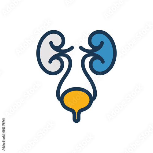A minimalist vector illustration of the human urinary system, including kidneys and bladder