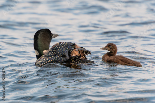 Common Loon mother stretching leg while baby chick looks at its foot on a lake.