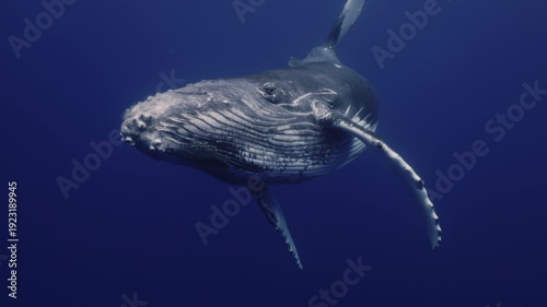Underwater giant majestic humpback whale swimming towards camera. Wildlife marine mammal animals nature. Undersea world. Young whale amazing close up portrait. Whale eye looking straight to camera.