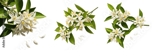 Bild auf Leinwand Set of Realistic Orange Blossom Branches with Fragrant White Flowers, Glossy Gre