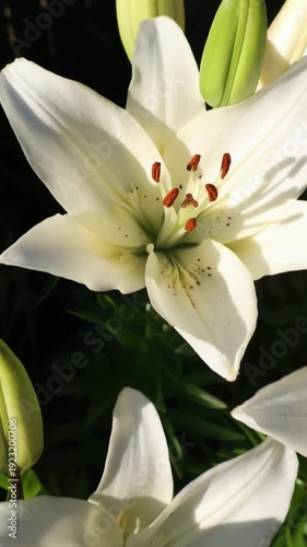 Lily flower, a close-up of a red and white lily in the garden.