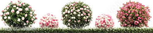 3 topiary bushes with pink and white flowers, in various sizes and shapes, on a transparent background