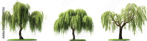 3 weeping willow trees, in various angles and positions, against a transparent background