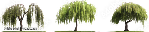 3 weeping willow trees in different stages of growth, photorealistic, on a transparent background