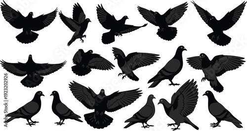 Collection of fifteen pigeon silhouettes in varied poses and flight positions, vector illustration for bird, wildlife, nature, decorative themes