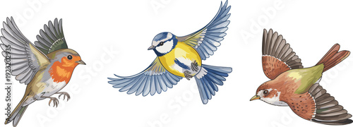 Flying birds vector set, colorful robin blue tit sparrow wildlife illustration in motion detailed nature realistic animal artwork