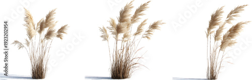 3d model of pampas grass isolated on a transparent background